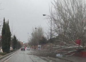arboles caidos borrasca